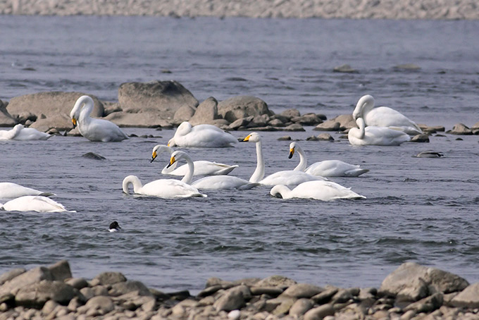 Whooper Swan