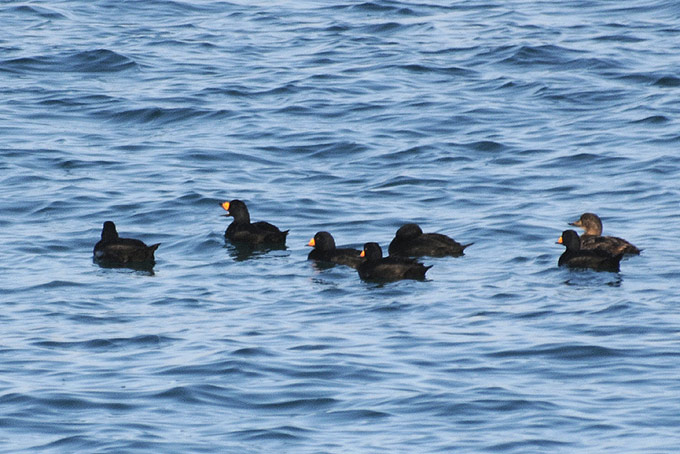 American Scoter