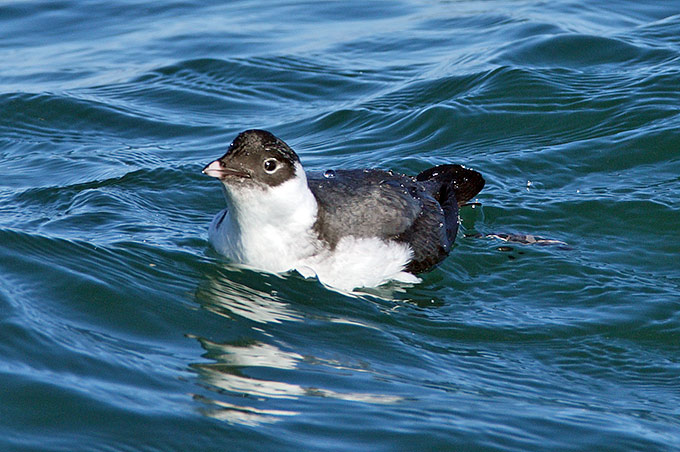 Ancient Murrelet