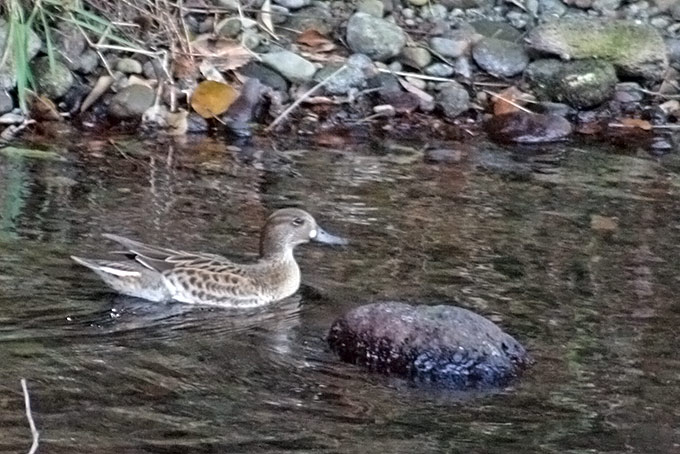 Baikal Teal