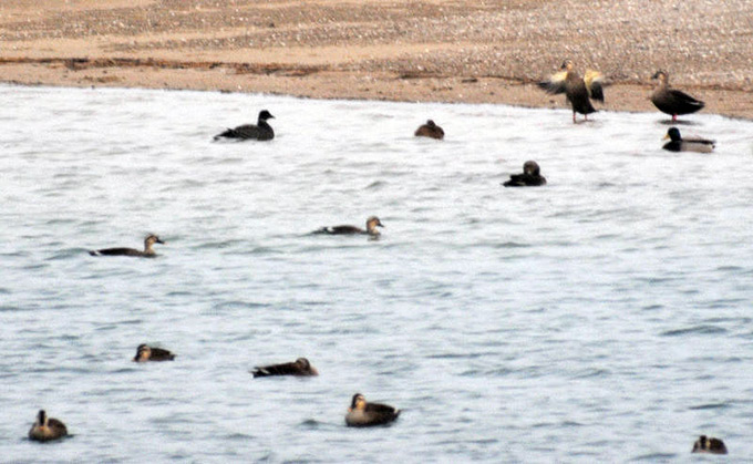 Brant Goose, Black Brant