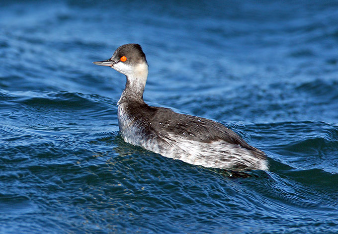 Black-necked Grebe