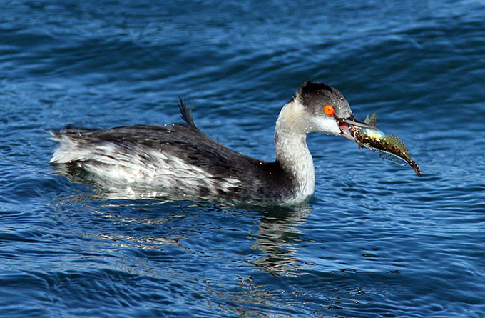 Black-necked Grebe