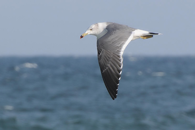 Black-tailed Gull