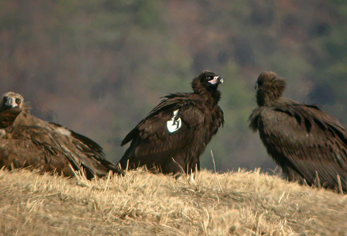 Cinereous Vulture