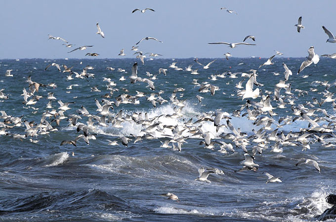 Common Gull