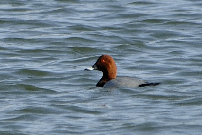 Common Pochard