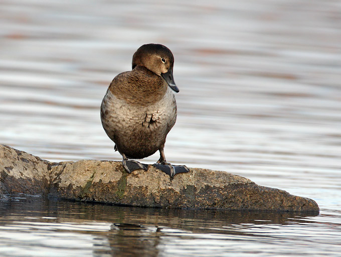 Common Pochard
