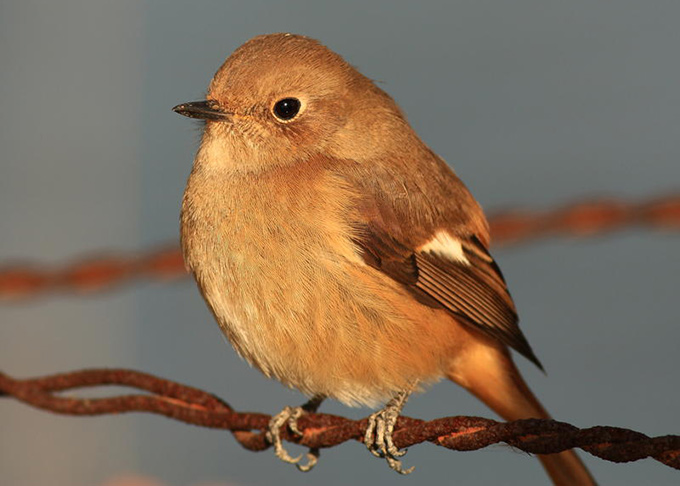 Daurian Redstart