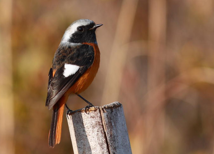 Daurian Redstart