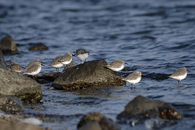Dunlin