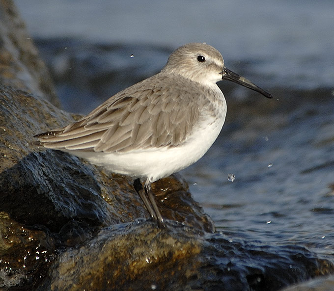 Dunlin
