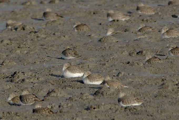 Dunlin