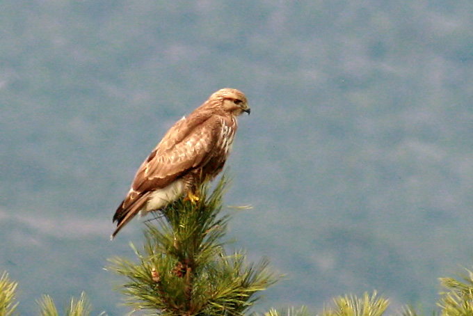 Eastern Buzzard