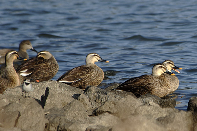 Eastern Spot-billed Duck
