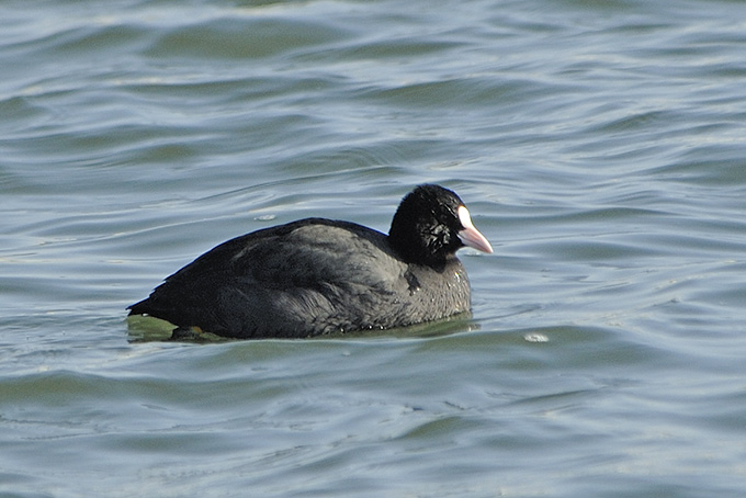 Eurasian Coot