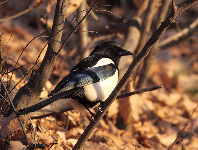 Eurasian Magpie