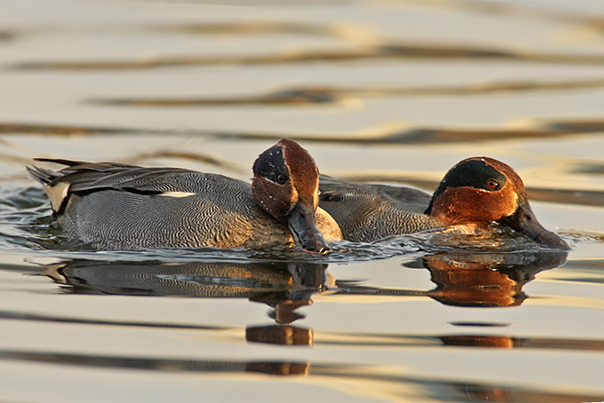 Eurasian Teal