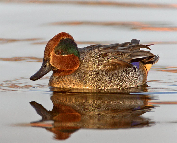 Eurasian Teal