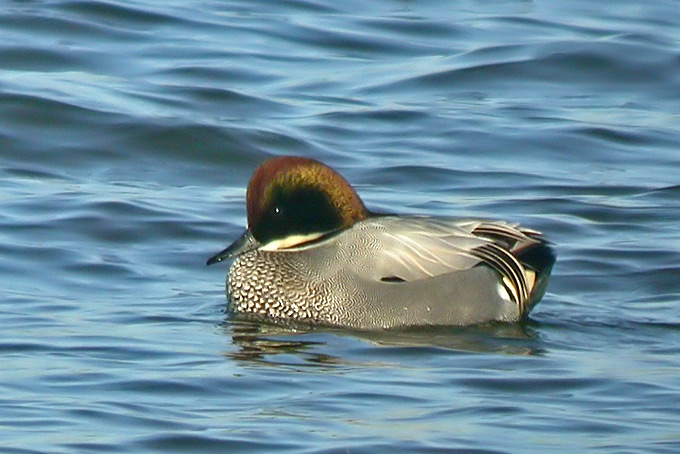 Falcated Duck