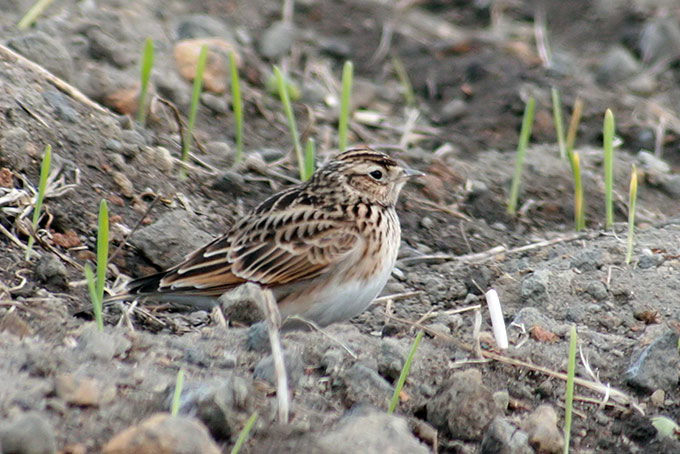 Far Eastern Skylark
