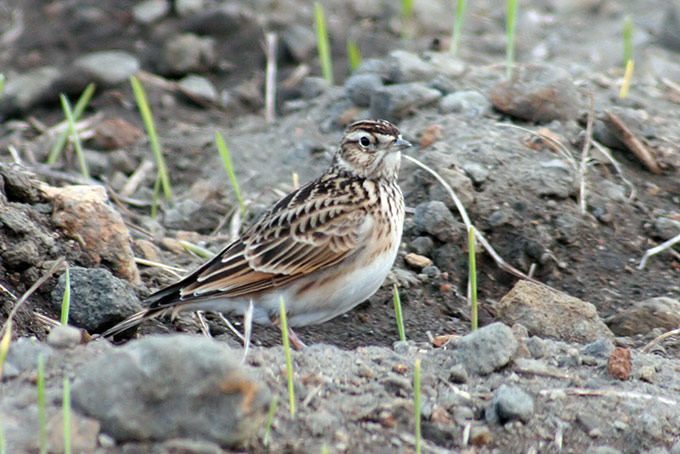 Far Eastern Skylark