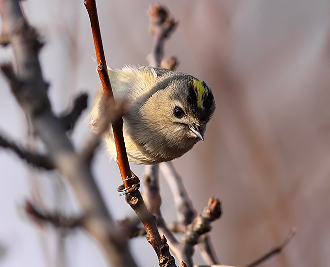 Goldcrest