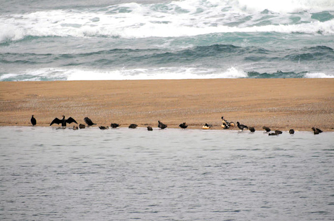 Great Cormorant