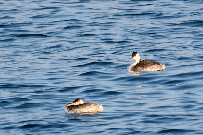 Great Crested Grebe