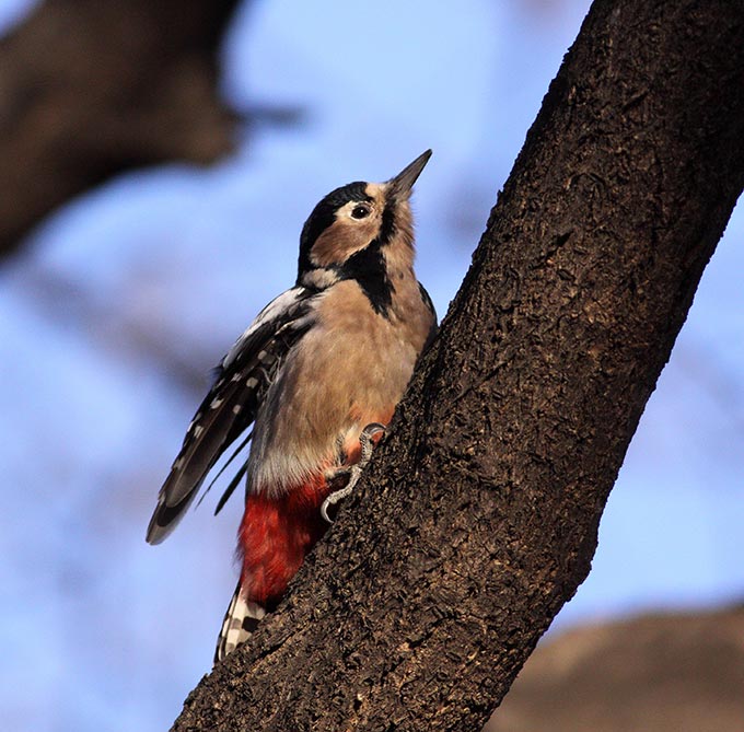 Great Spotted Woodpecker