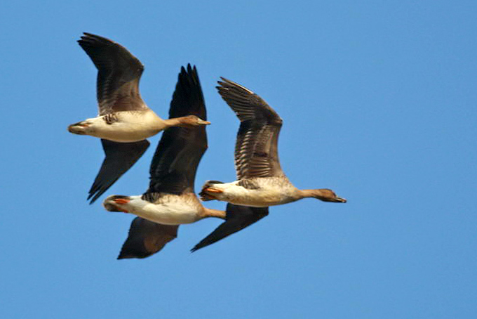 Greater White-fronted Goose