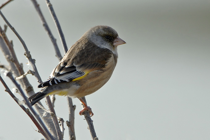 Grey-capped Greenfinch