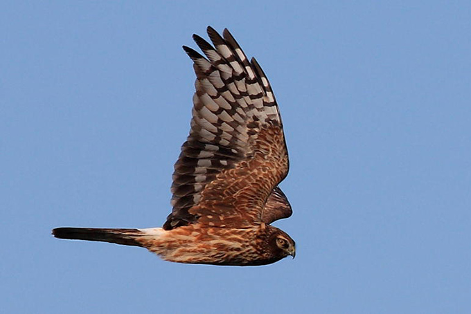 Hen Harrier