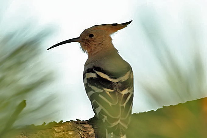 Eurasian Hoopoe