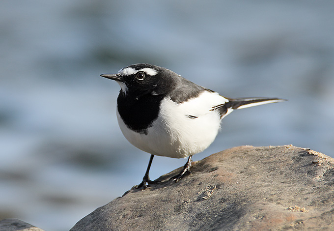 Japanese Wagtail