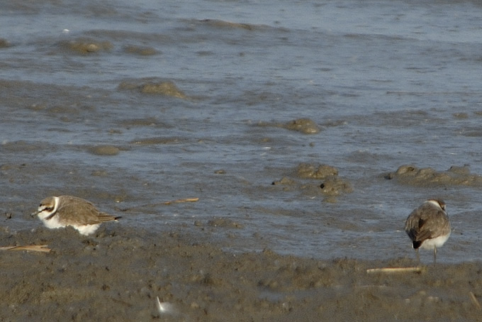 Kentish Plover
