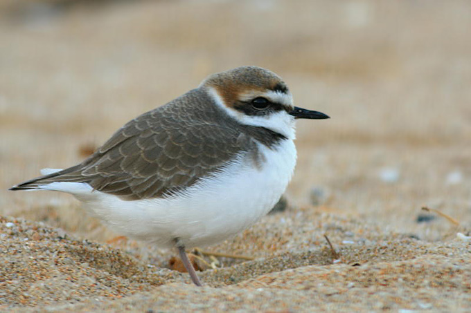Kentish Plover