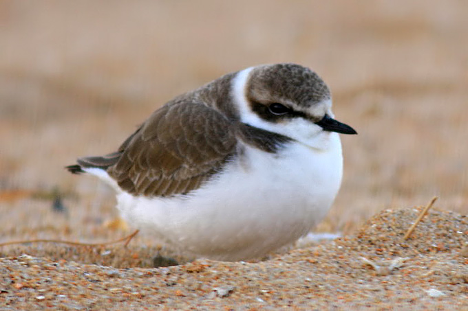Kentish Plover