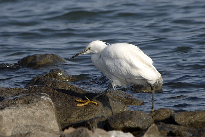 Little Egret