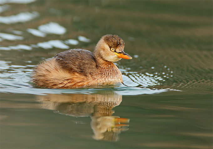Little Grebe