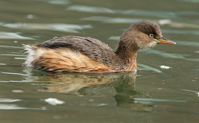 Little Grebe