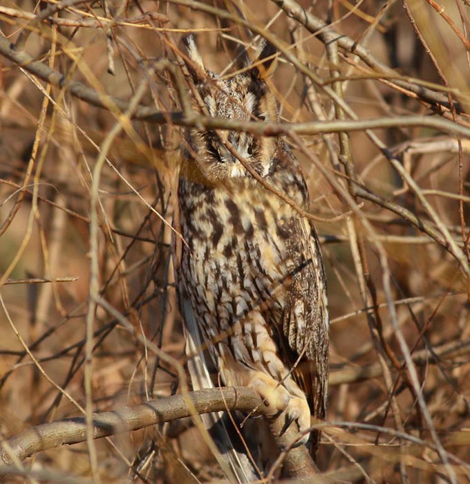 Long-eared Owl