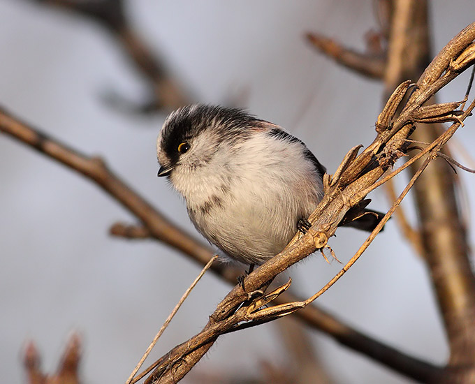 Long-tailed Tit