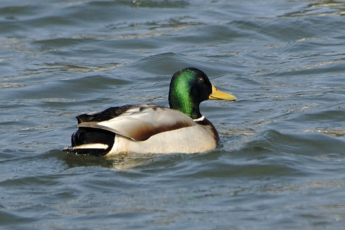 Mallard