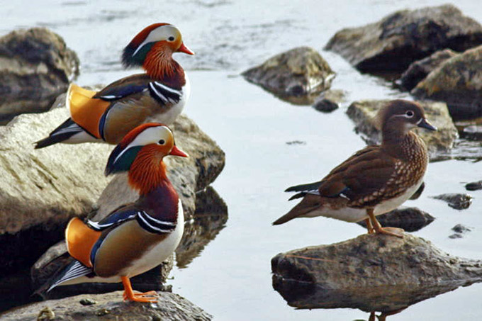Mandarin Duck