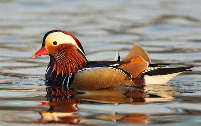 Mandarin Duck