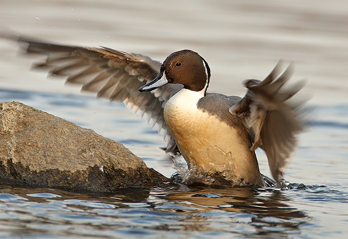 Northern Pintail