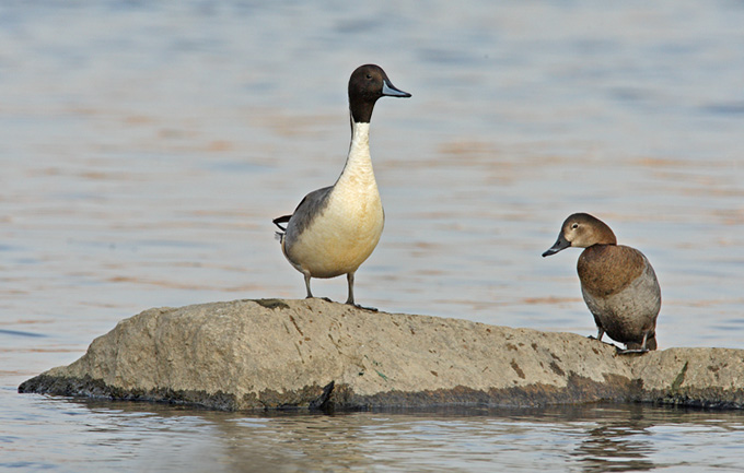 Northern Pintail