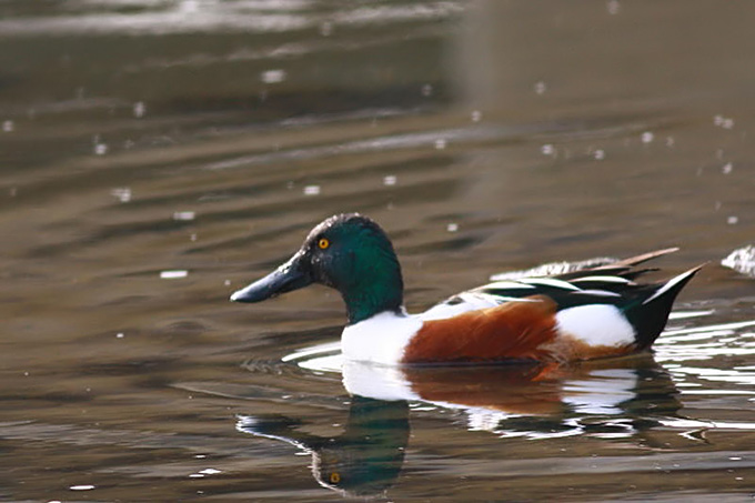 Northern Shoveler