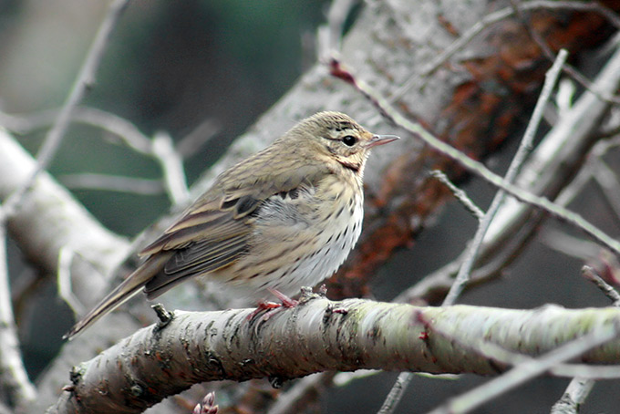 Olive-backed Pipit